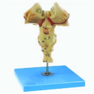 Brainstem